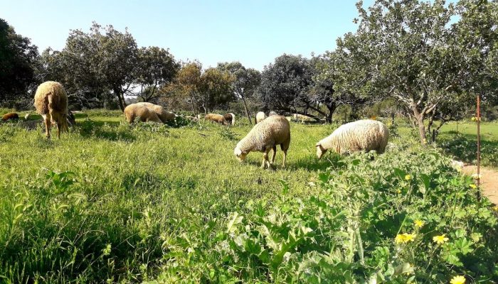 Sheep Ramat hanadiv